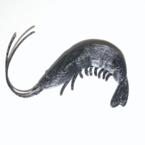 【3D造形品】えびさん。